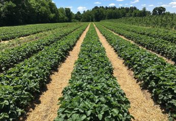 Ibosque Direct Sourcing