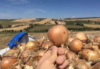 Ibosque Direct Sourcing