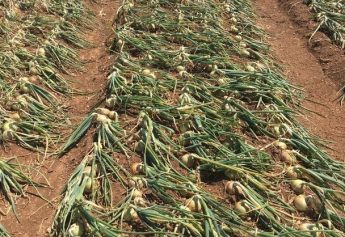 Ibosque Direct Sourcing