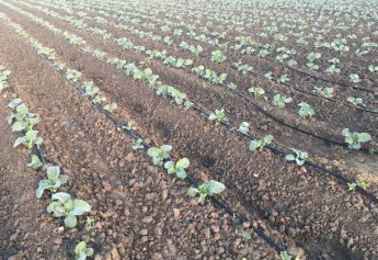 Ibosque Direct Sourcing