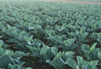 Ibosque Direct Sourcing