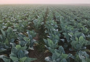Ibosque Direct Sourcing