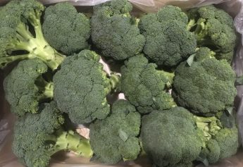 Ibosque Direct Sourcing