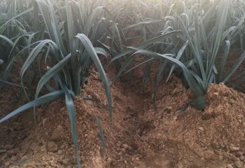 Ibosque Direct Sourcing