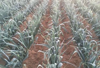 Ibosque Direct Sourcing