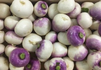 Ibosque Direct Sourcing