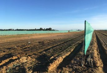 Ibosque Direct Sourcing