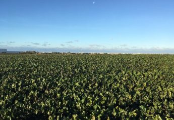 Ibosque Direct Sourcing