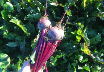 Ibosque Direct Sourcing