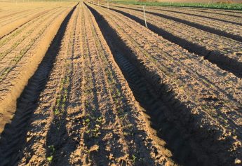 Ibosque Direct Sourcing