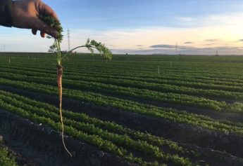 Ibosque Direct Sourcing