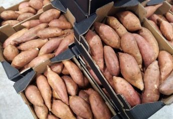 Ibosque Direct Sourcing