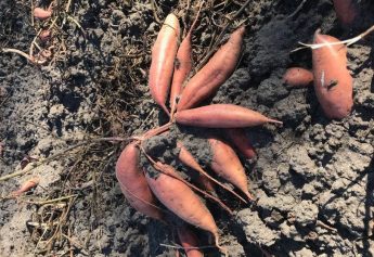 Ibosque Direct Sourcing