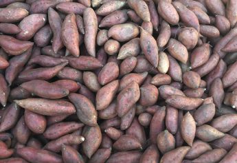 Ibosque Direct Sourcing