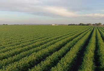 Ibosque Direct Sourcing