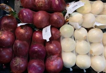 Ibosque Direct Sourcing