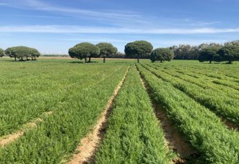 Ibosque Direct Sourcing