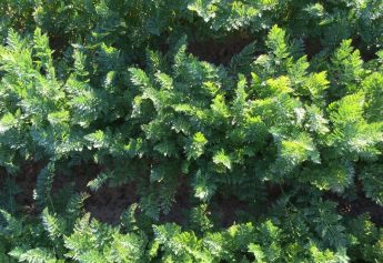 Ibosque Direct Sourcing